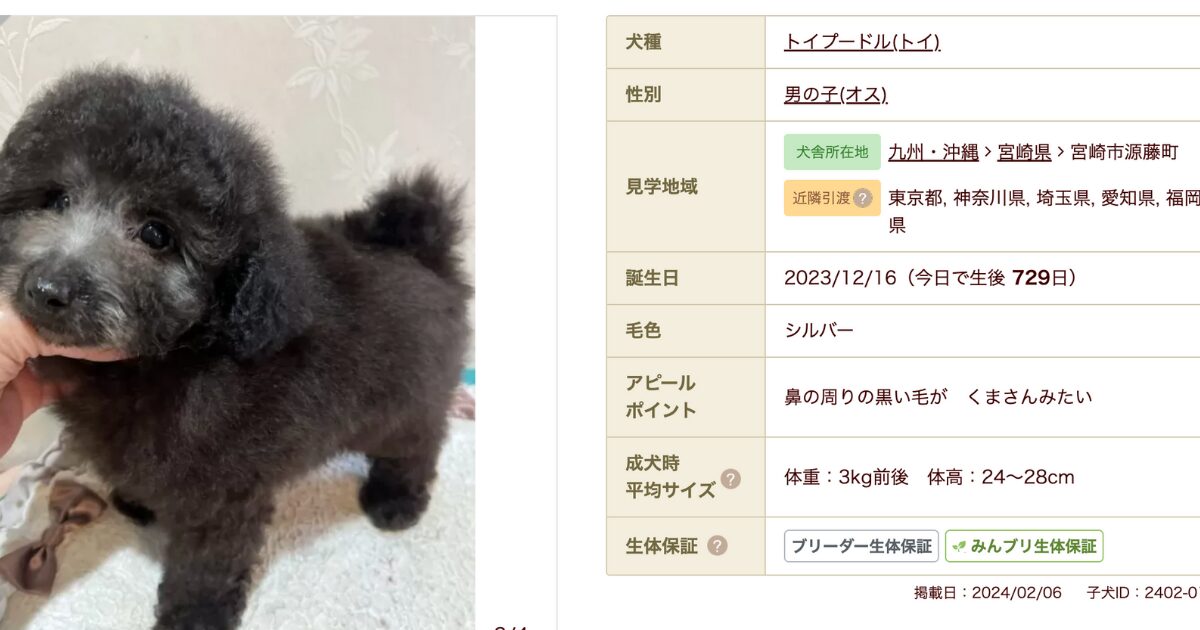 子犬のおーちゃんの写真と情報が掲載されている。犬種はトイプードル、性別は男の子、誕生日は2023年12月16日、毛色はシルバーで、鼻の周りの黒い毛がクマさん見たいと書かれている。