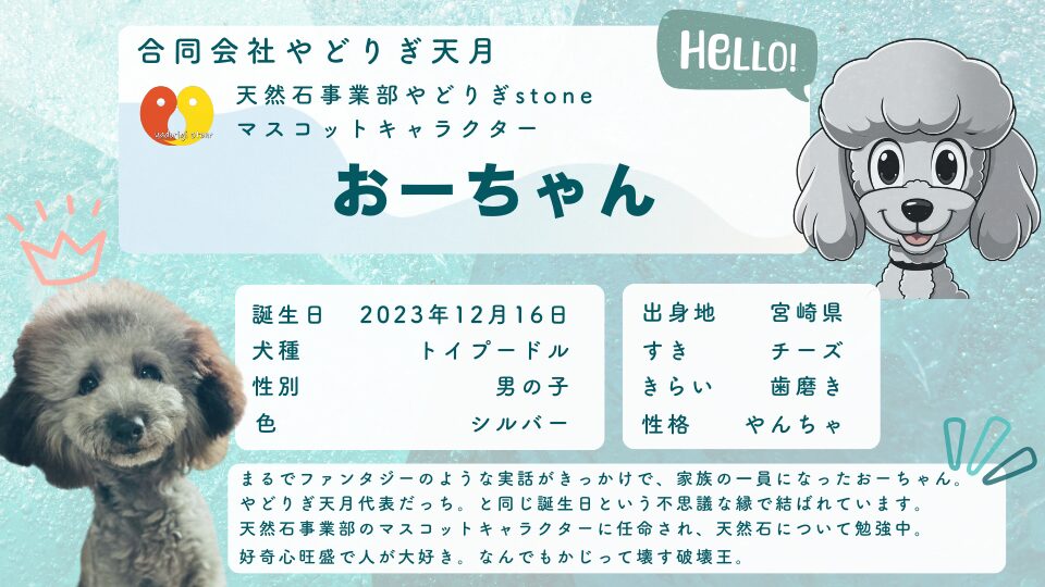 「合同会社やどりぎ天月 天然石事業部やどりぎstone マスコットキャラクター おーちゃん HELLO!」と書かれた、水色の背景にシルバーのトイプードルの写真(左下)とイラスト(右上)が配置されたプロフィール画像。記載テキストは以下のとおり。誕生日:2023年12月16日、犬種:トイプードル、性別:男の子、色:シルバー、出身地:宮崎県、すき:チーズ、きらい:歯磨き、性格:やんちゃ。まるでファンタジーのような実話がきっかけで、家族の一員になったおーちゃん。やどりぎ天月代表だっち。と同じ誕生日という不思議な縁で結ばれています。天然石事業部のマスコットキャラクターに任命され、天然石について勉強中。好奇心旺盛で人が大好き。なんでもかじって壊す破壊王。